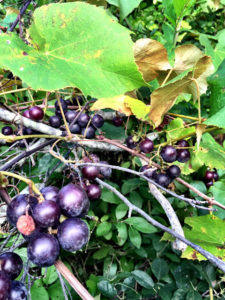 Grapes 1