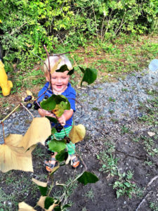 Jack Grape Picking