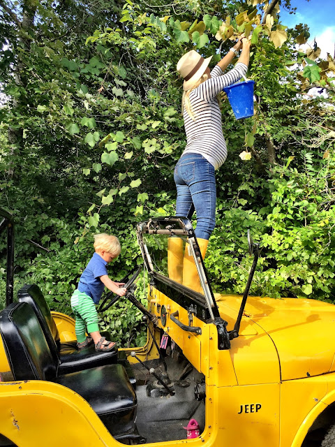 Jack Jeep Grape picking
